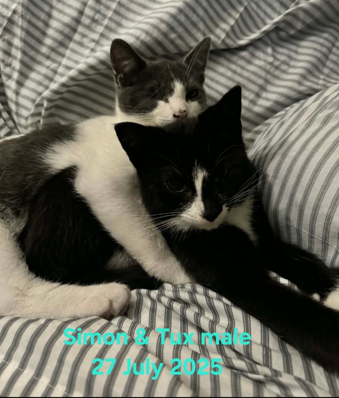 Simon & Tux, a Adoptable Domestic Short Hair in Bristol, QC image 3/3