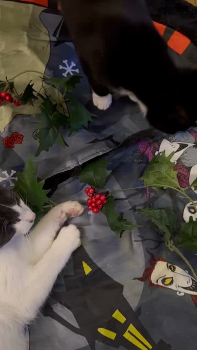 Enlarge Simon & Tux, a Adoptable Domestic Short Hair in Bristol, QC video 4/4