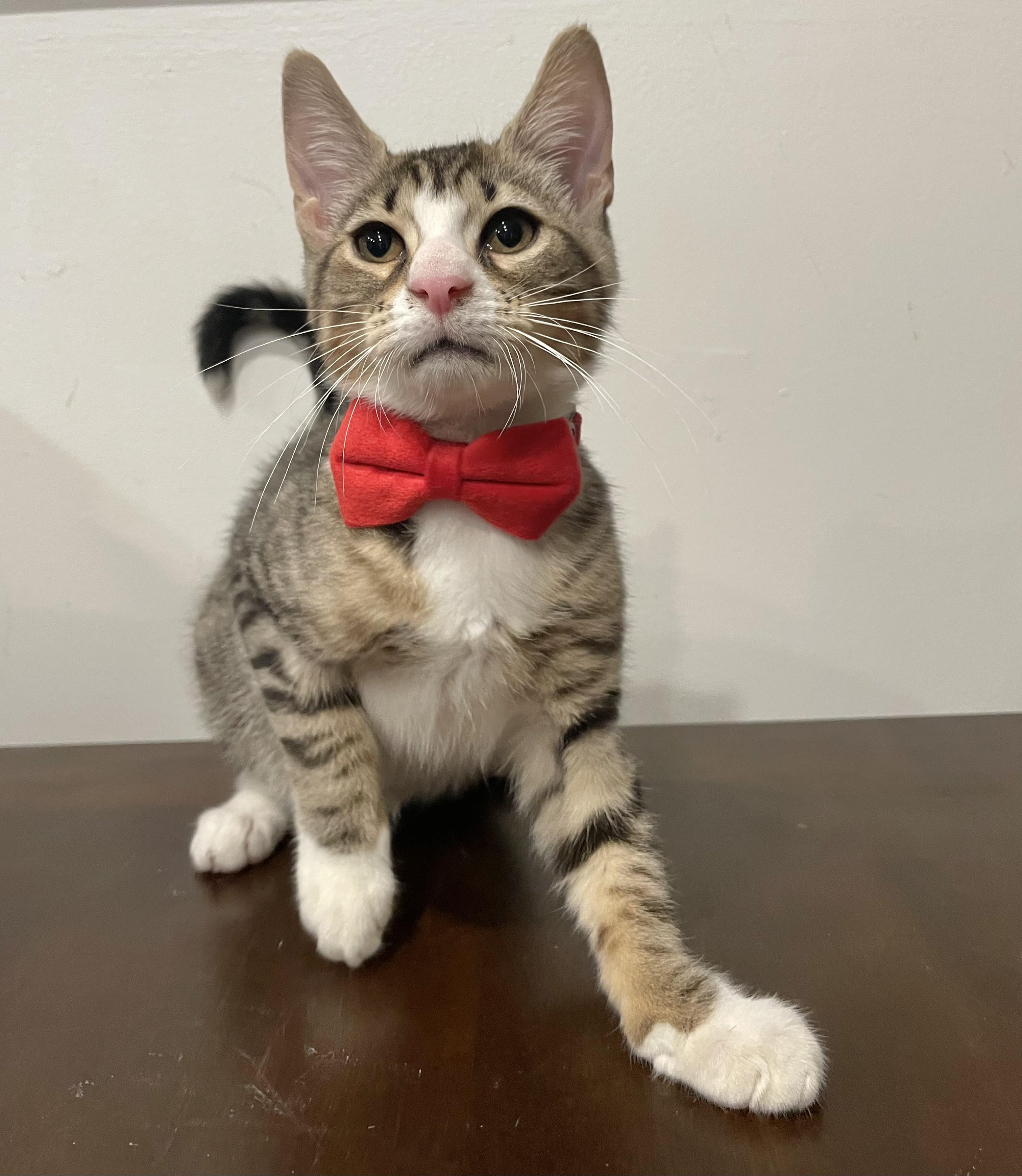Enlarge Radish, a ADOPTABLE Domestic Short Hair in Bayside, NY image 6/6