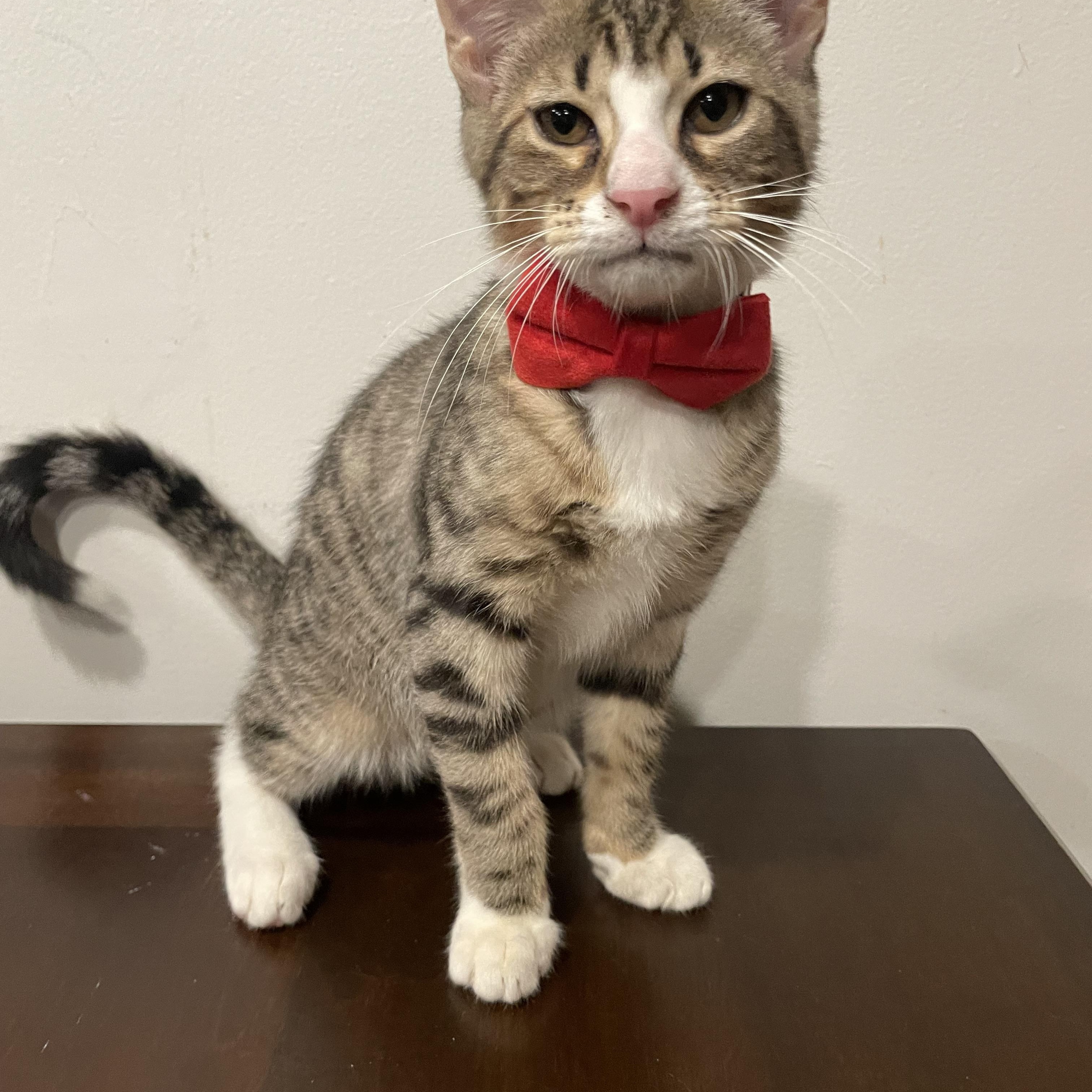 Enlarge Radish, a ADOPTABLE Domestic Short Hair in Bayside, NY image 3/6