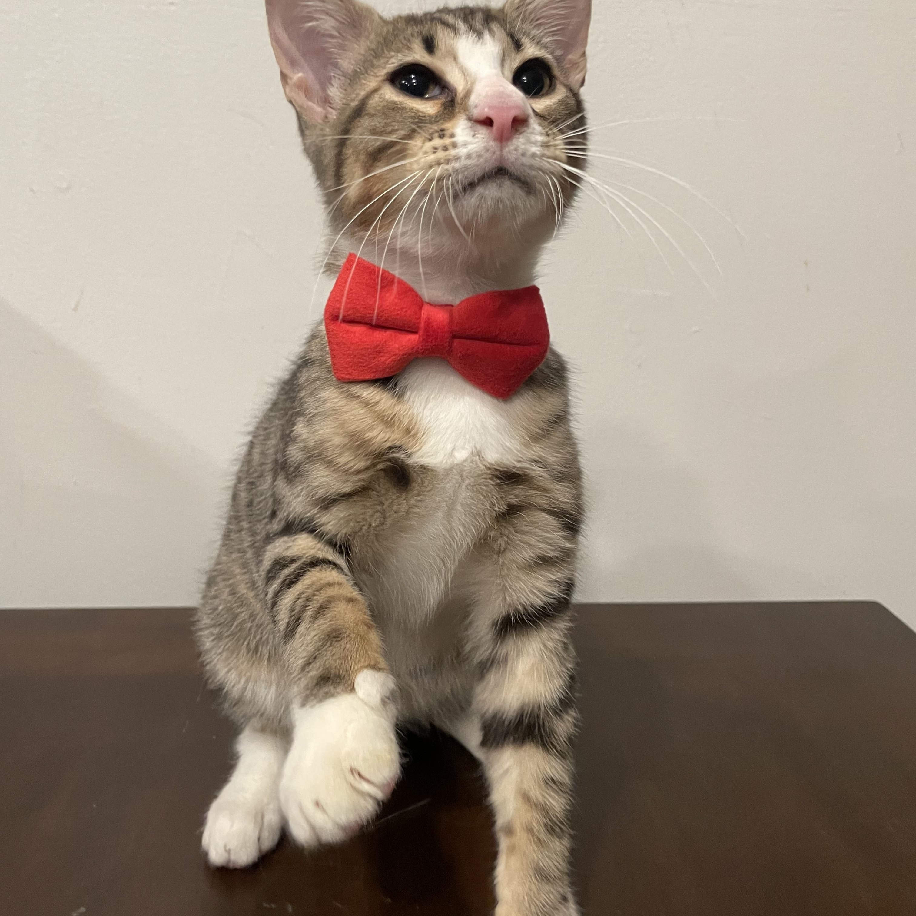 Enlarge Radish, a ADOPTABLE Domestic Short Hair in Bayside, NY image 2/6