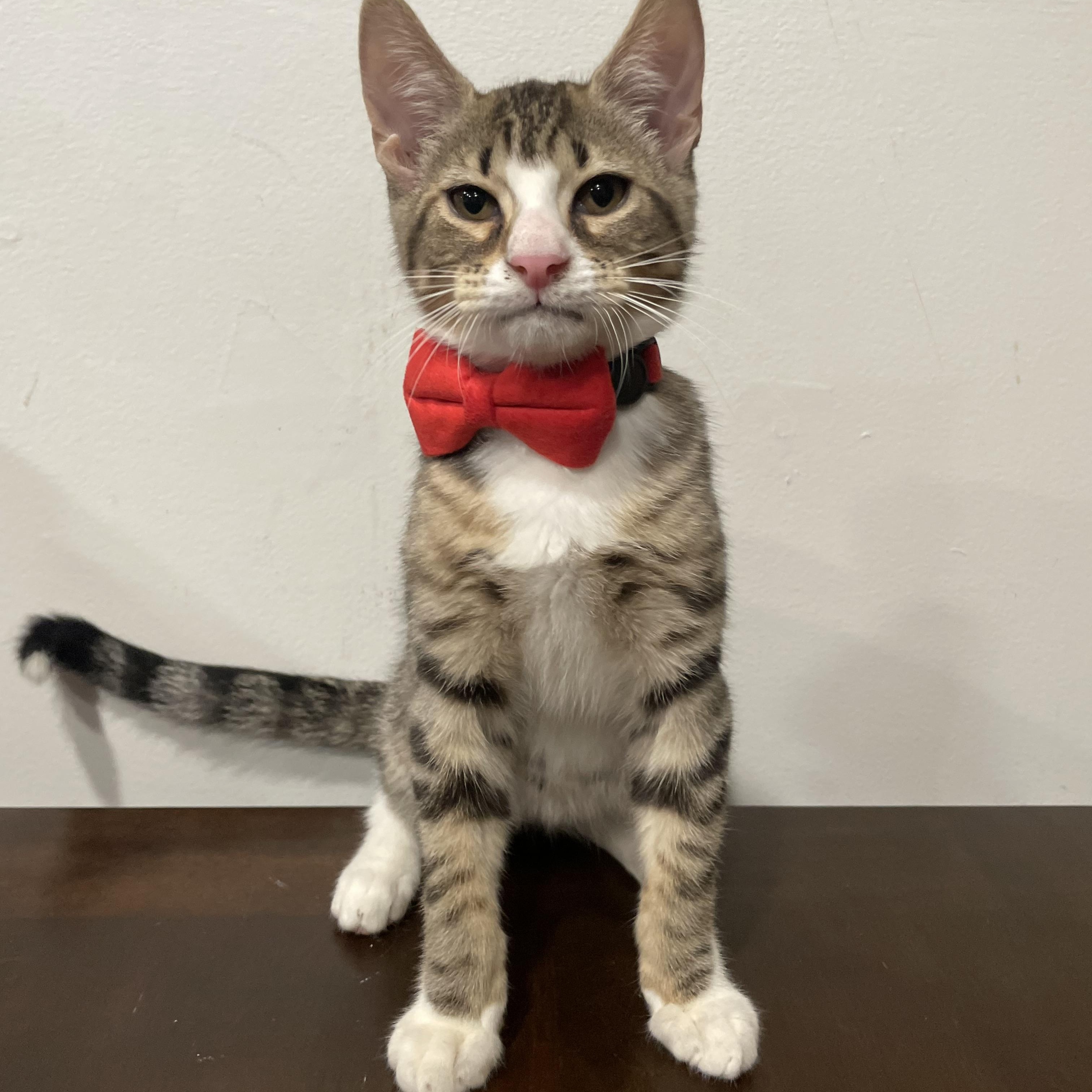 Enlarge Radish, a ADOPTABLE Domestic Short Hair in Bayside, NY image 1/6