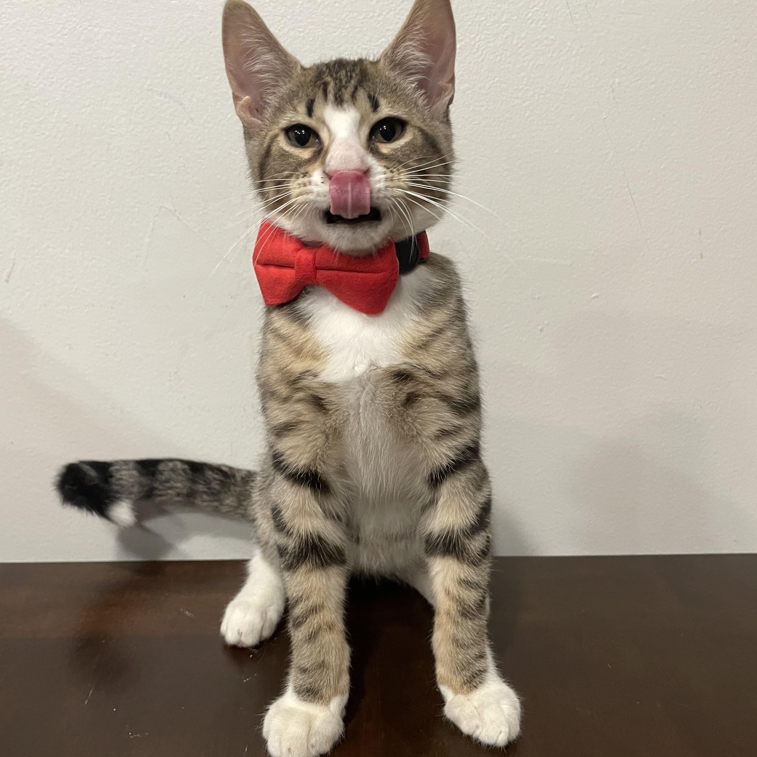 Enlarge Radish, a ADOPTABLE Domestic Short Hair in Bayside, NY image 4/6