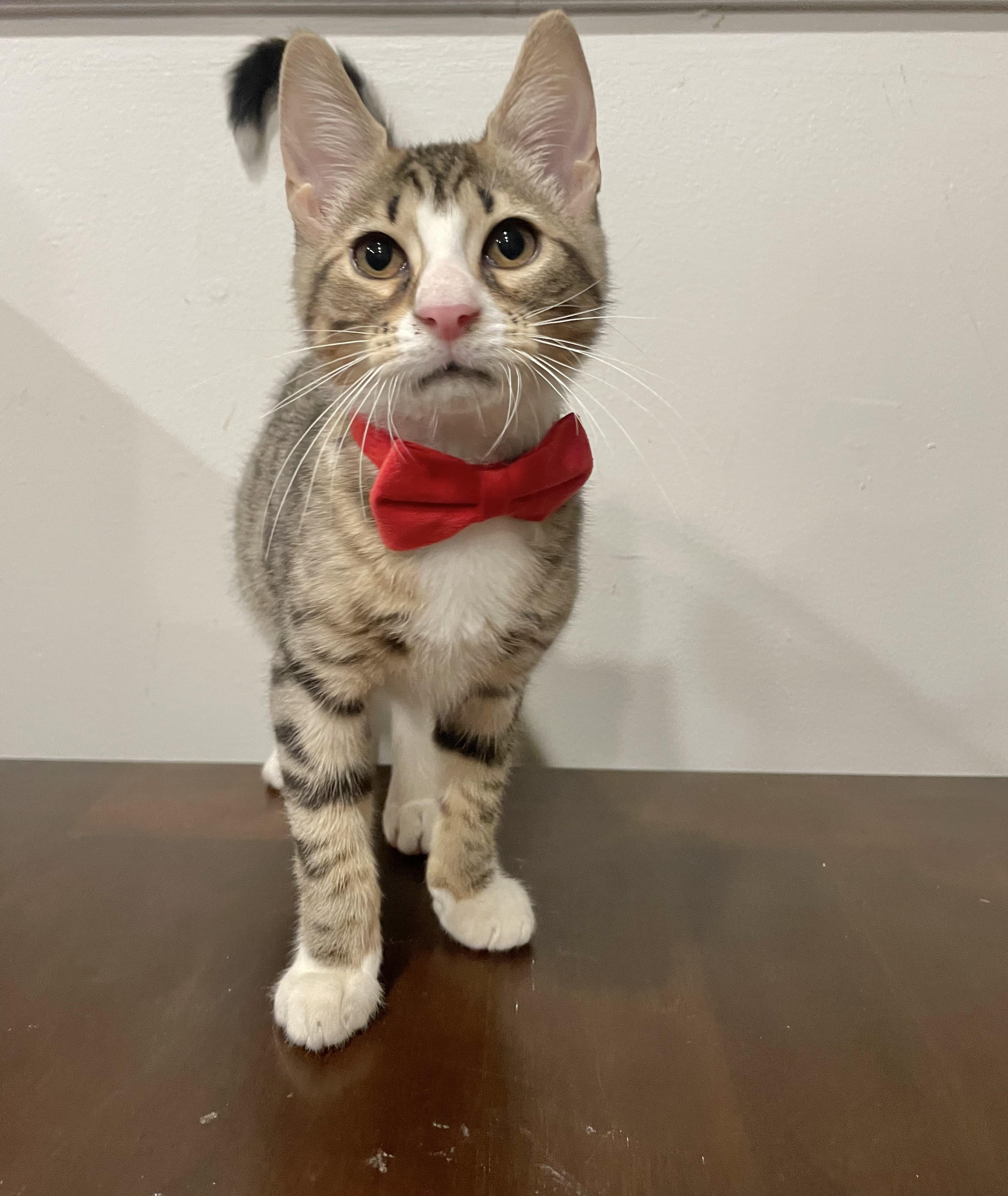 Enlarge Radish, a ADOPTABLE Domestic Short Hair in Bayside, NY image 5/6