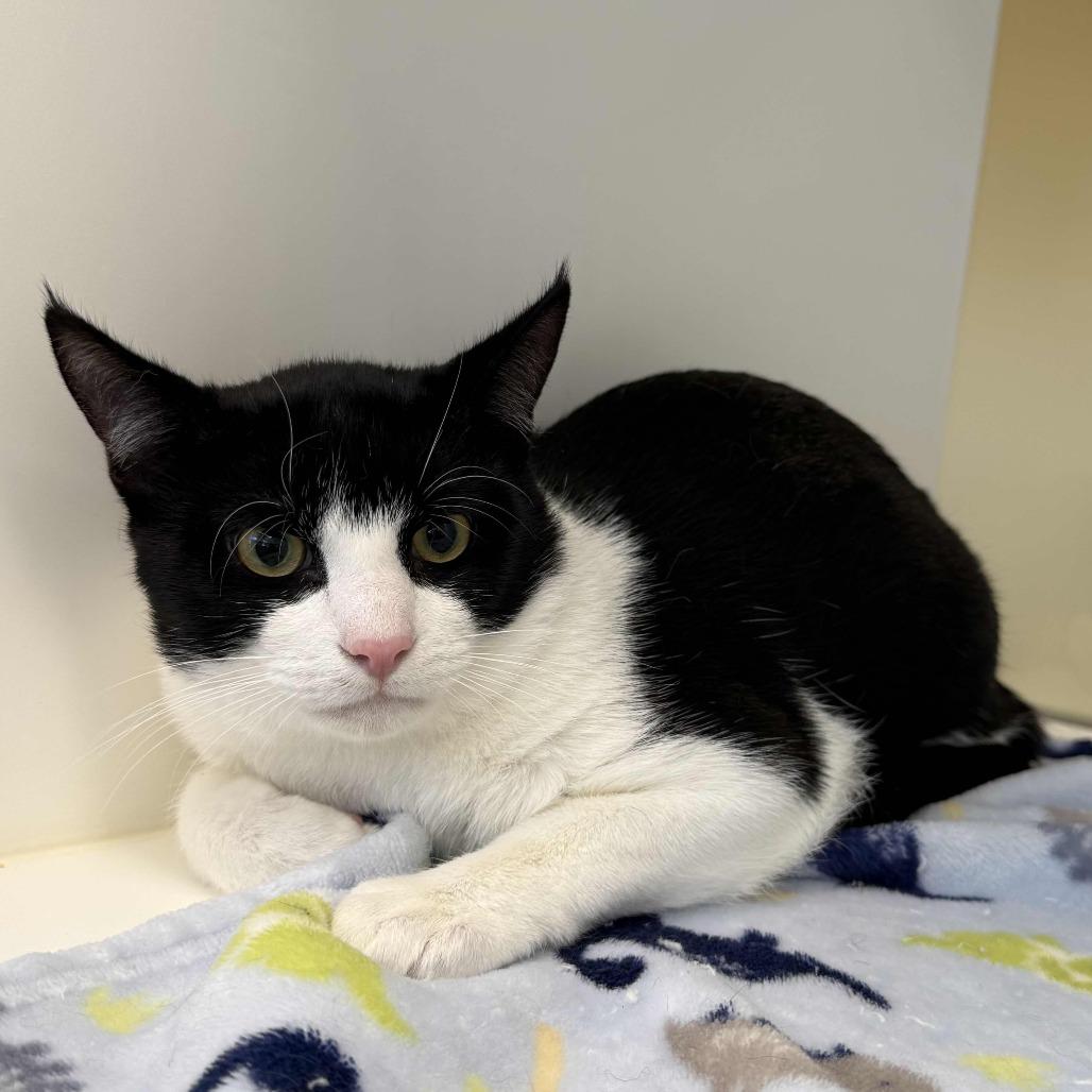 Tabasco, Adoptable, Young Male Domestic Short Hair.