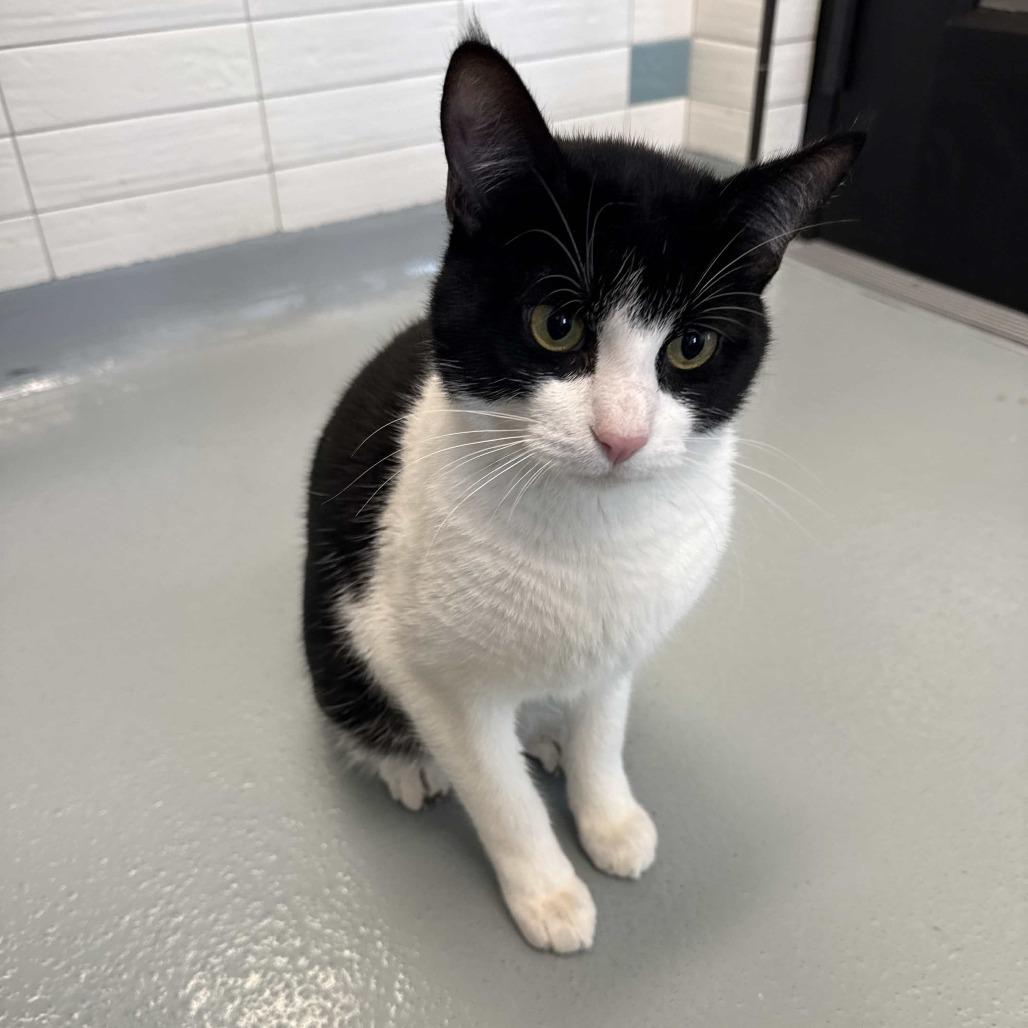 Enlarge Tabasco, a Adoptable Domestic Short Hair in Beaumont, TX image 2/2