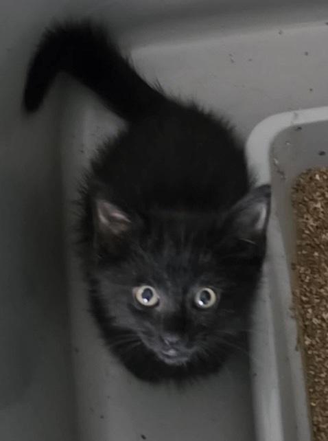 Ringo, Adoptable, Kitten Male Domestic Short Hair.