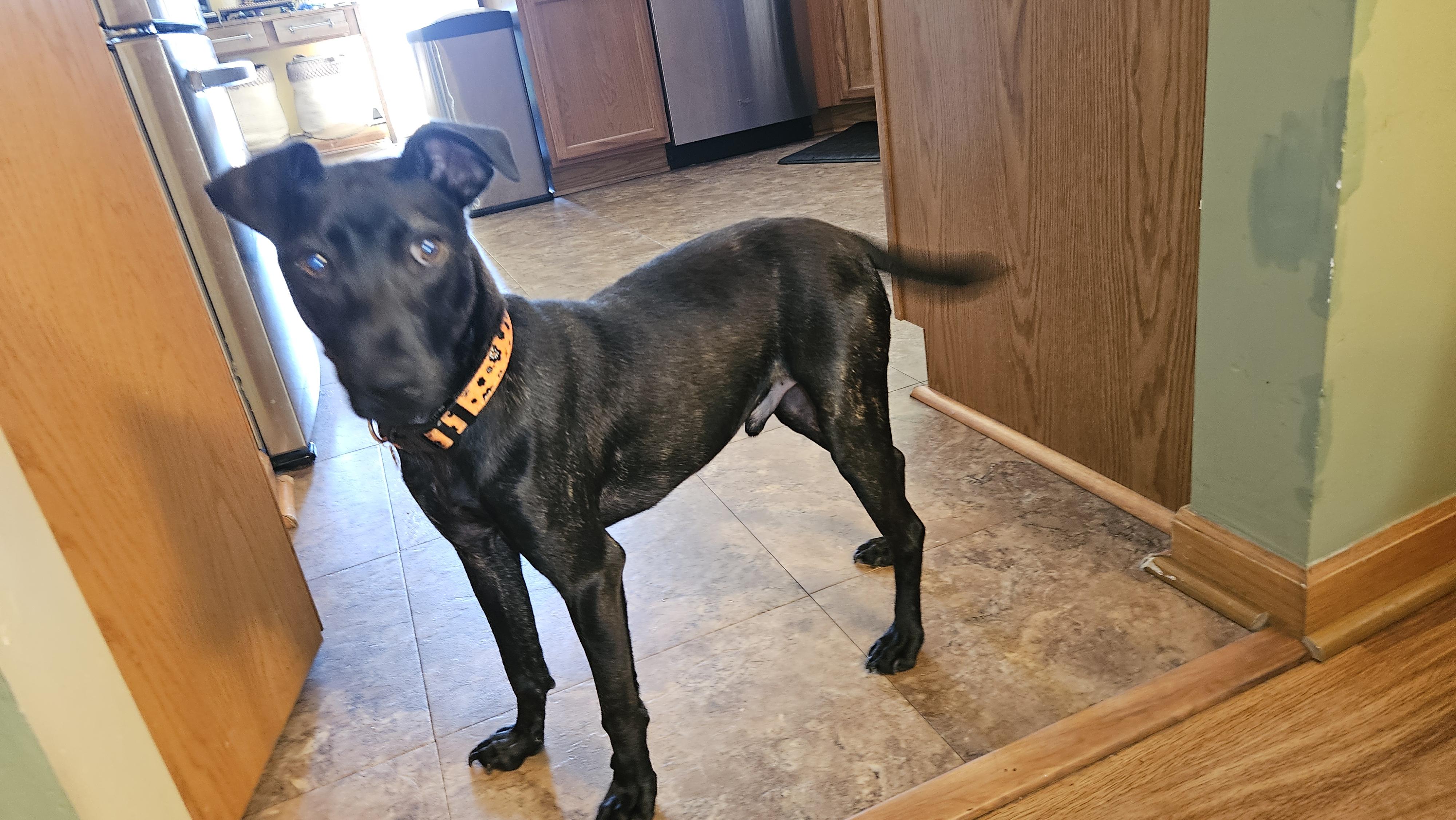 Enlarge Leo, a Adoptable mixed breed in Aurora, IL image 2/2