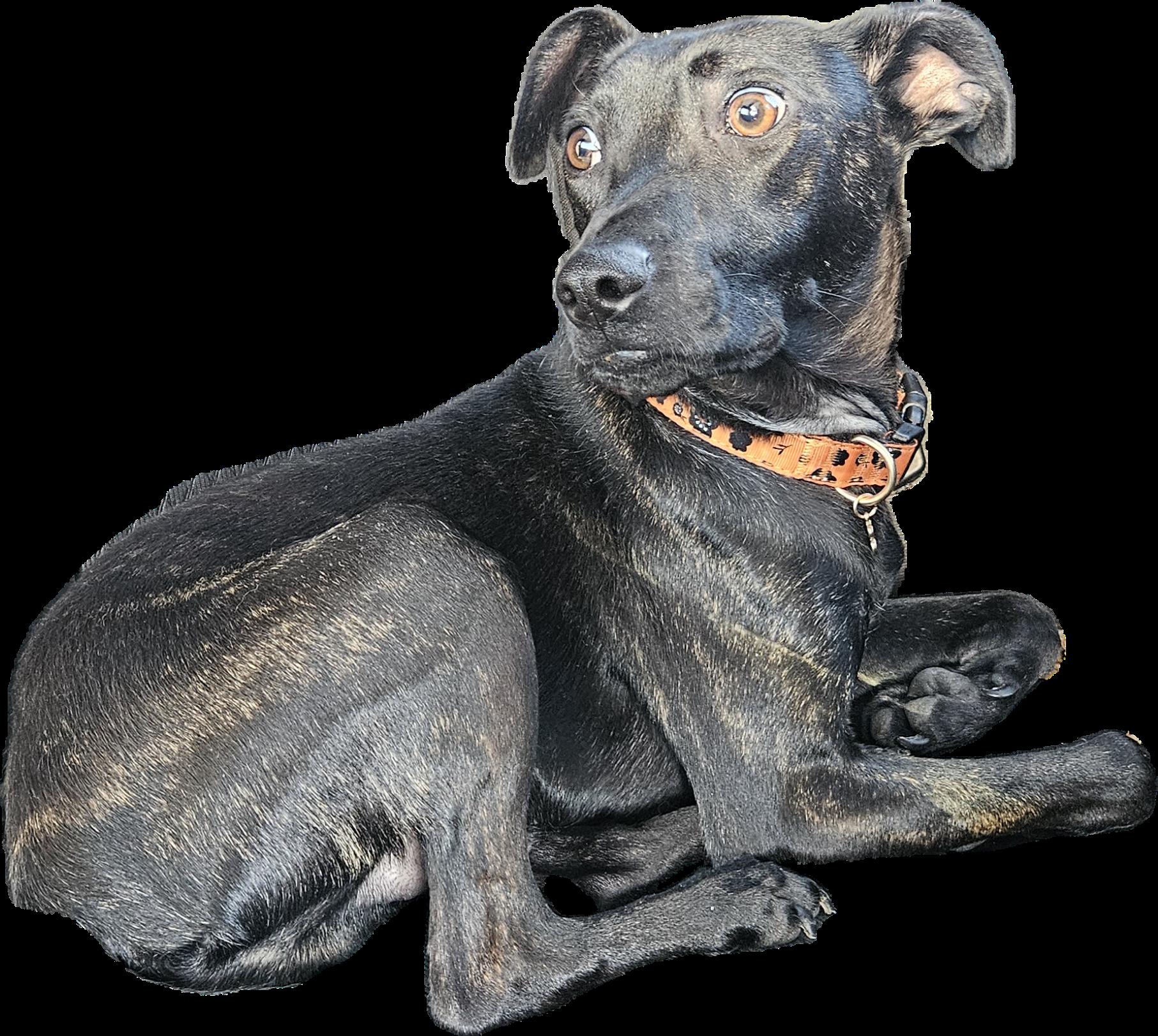 Leo, Adoptable, Young Male Terrier.
