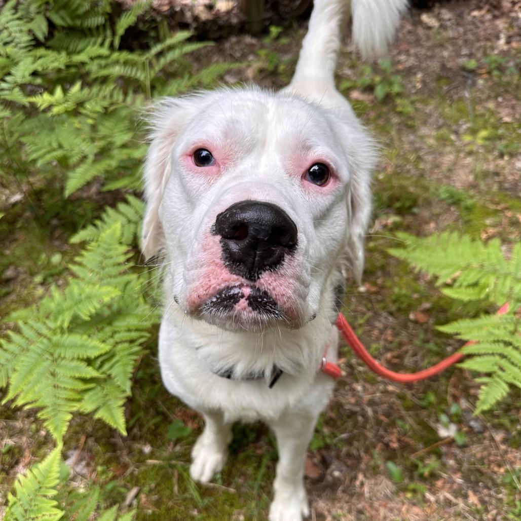 Kai, a Adoptable Mixed Breed in Conway, NH image 2/4