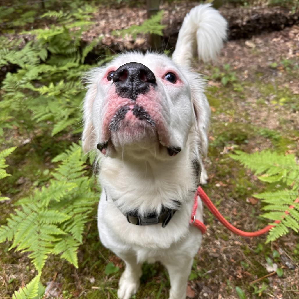 Kai, a Adoptable Mixed Breed in Conway, NH image 4/4