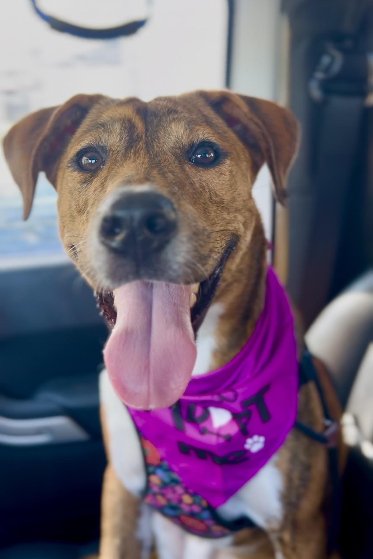 Enlarge Chanel, a Adoptable Coonhound in Coconut Creek, FL image 1/4