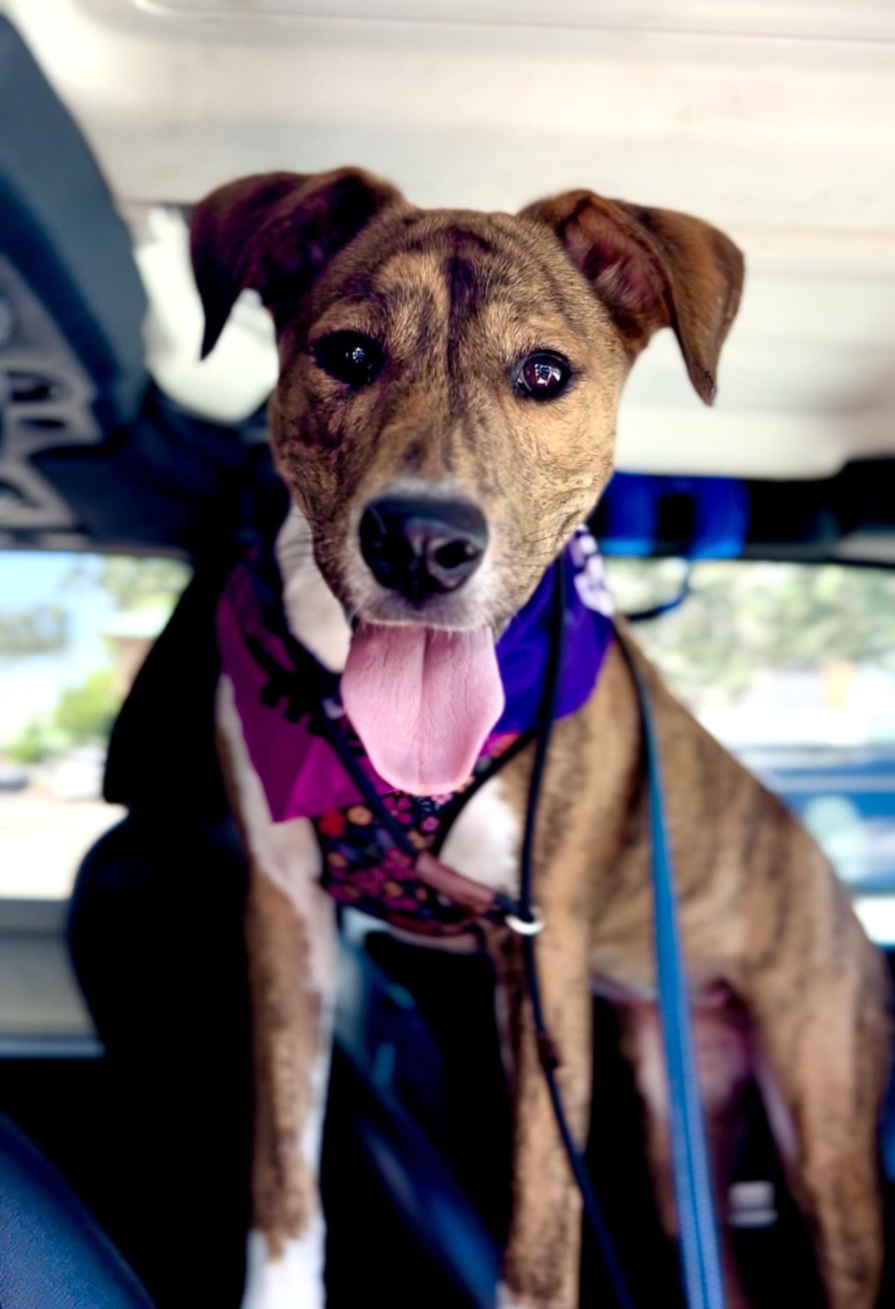 Enlarge Chanel, a Adoptable Coonhound in Coconut Creek, FL image 3/4
