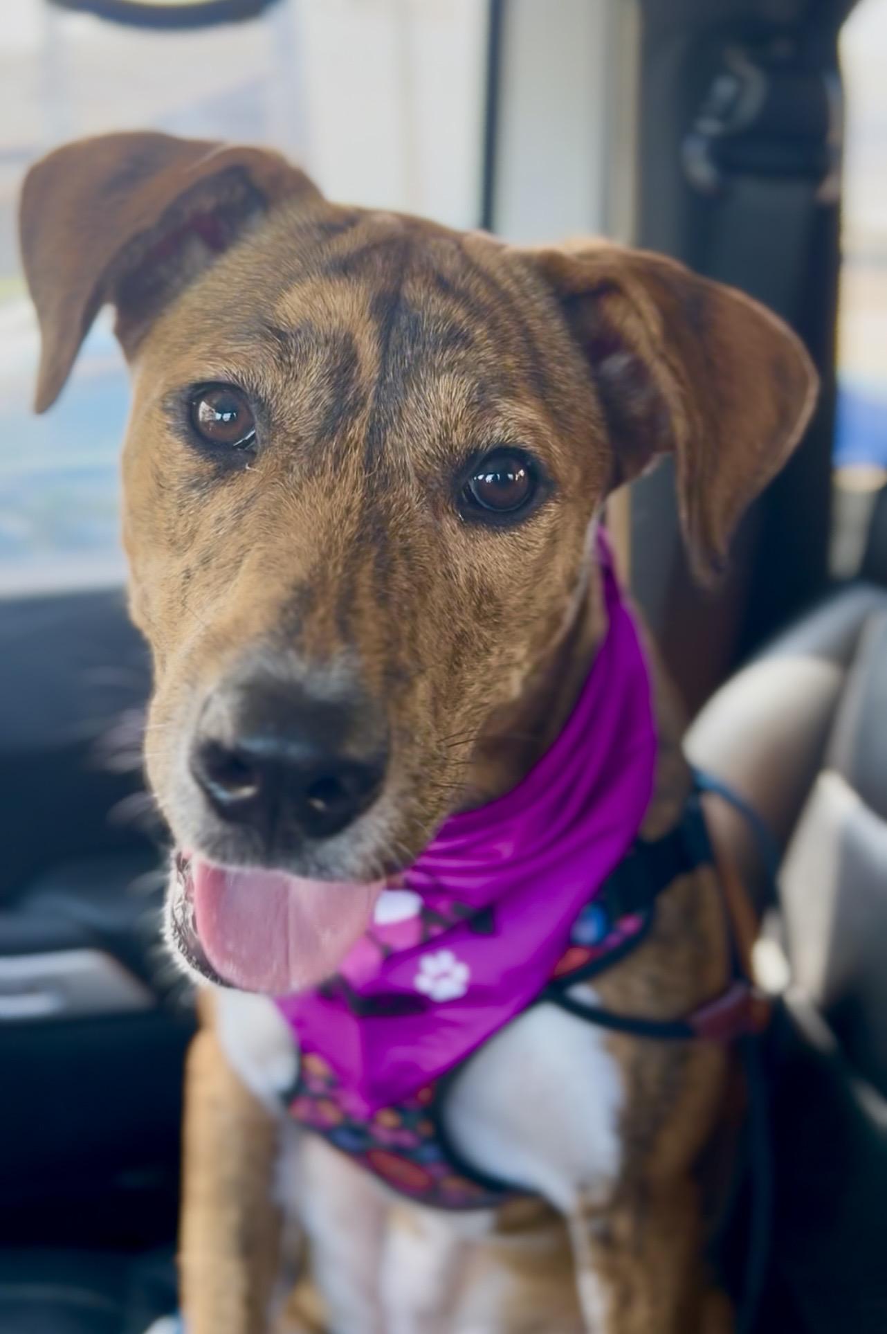Enlarge Chanel, a Adoptable Coonhound in Coconut Creek, FL image 2/4