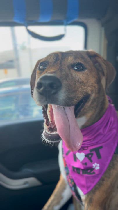 Enlarge Chanel, a Adoptable Coonhound in Coconut Creek, FL video 4/4