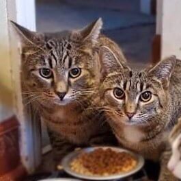 Clove, Adoptable, Adult Female Domestic Short Hair & Tabby.