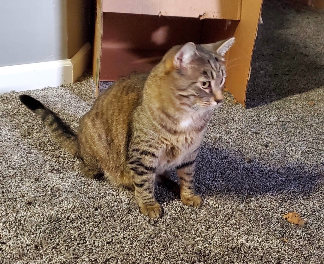 Clove, a Adoptable mixed breed in Crown Point, IN image 2/7