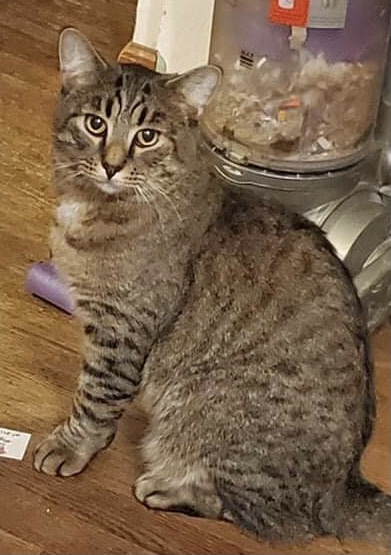 Clove, a Adoptable mixed breed in Crown Point, IN image 3/7