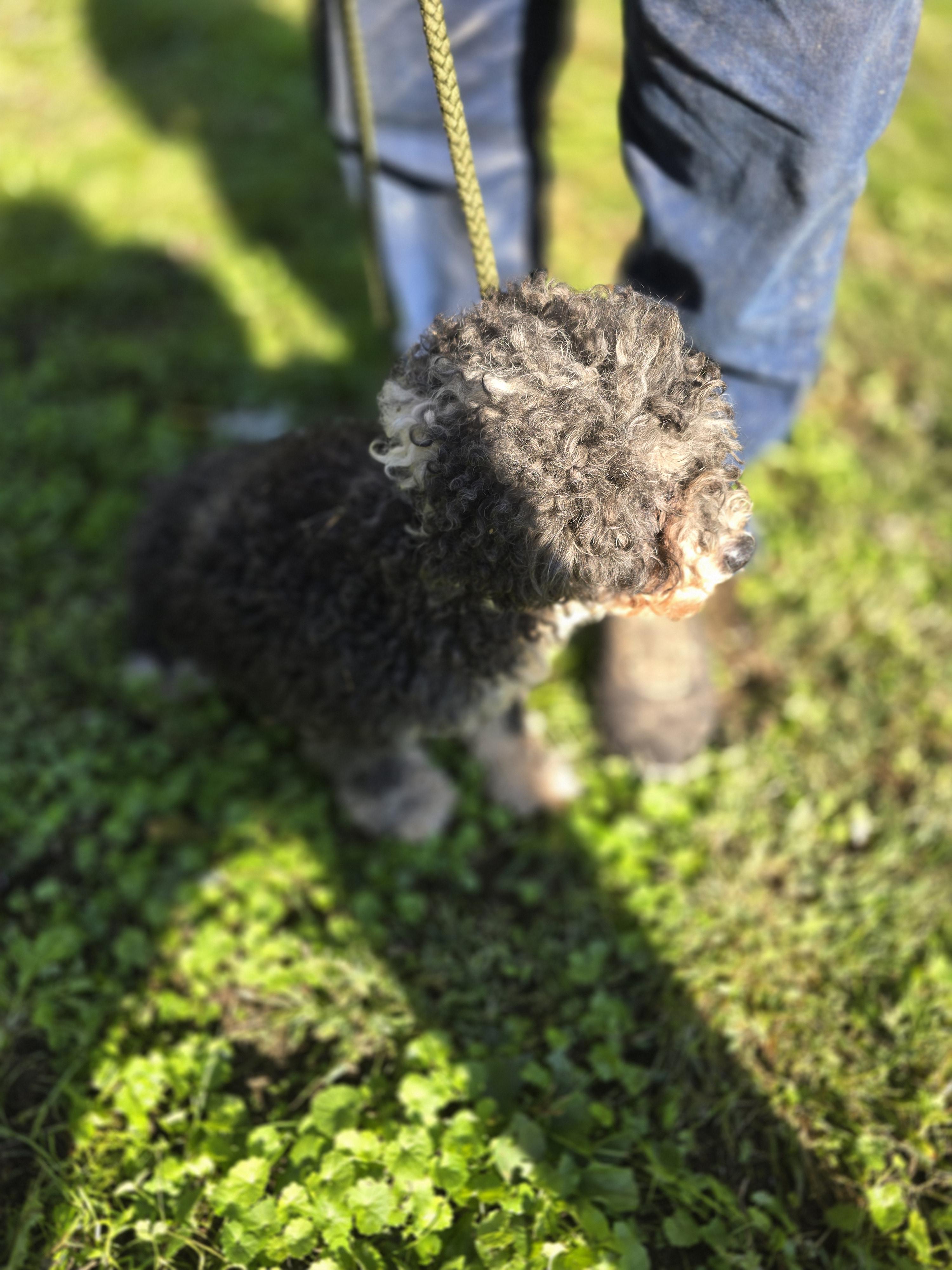 Bernadette, an adoptable Bernedoodle in Zaleski, OH, 45698 | Photo Image 2