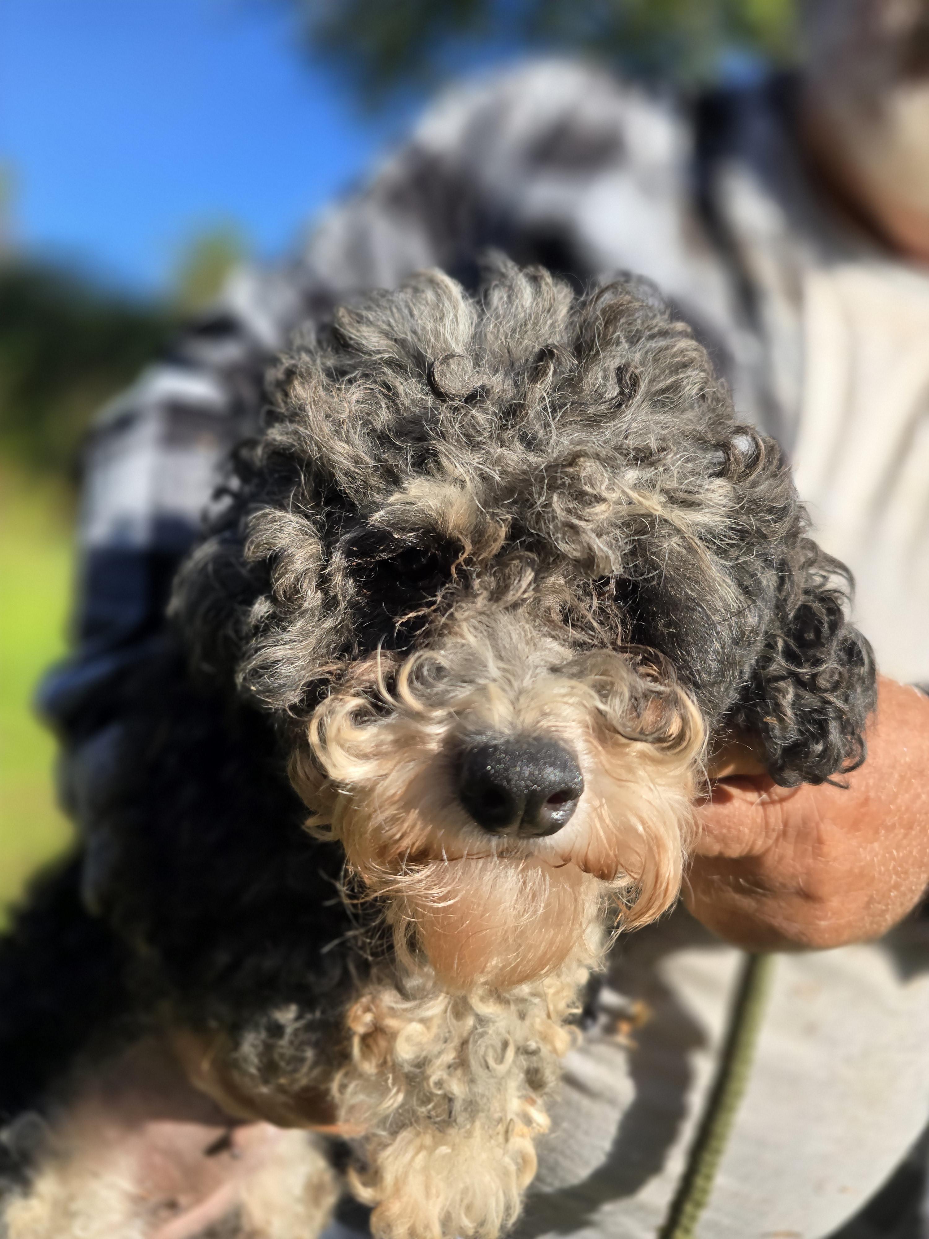 Bernadette, an adoptable Bernedoodle in Zaleski, OH, 45698 | Photo Image 1