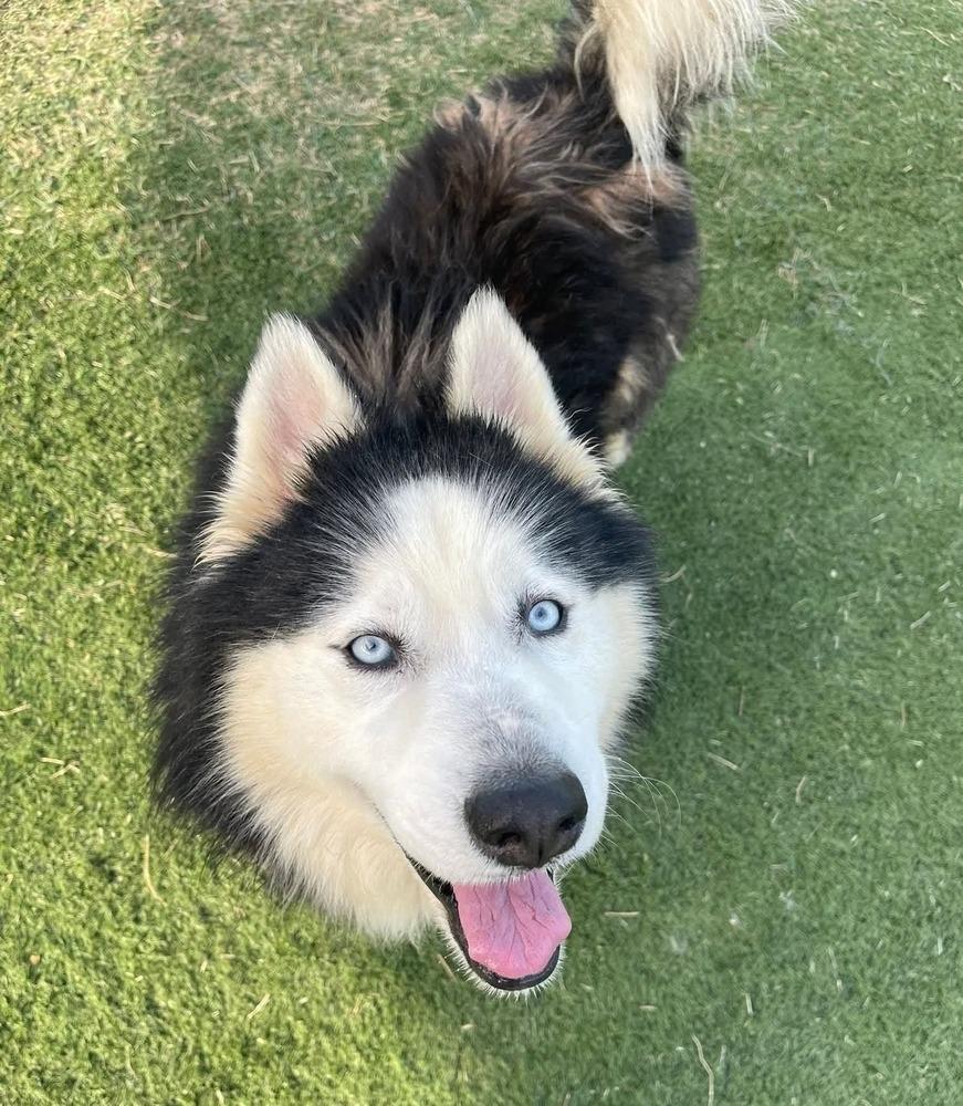 Enlarge Atlas, a Adoptable Siberian Husky in Statesville, NC image 1/6