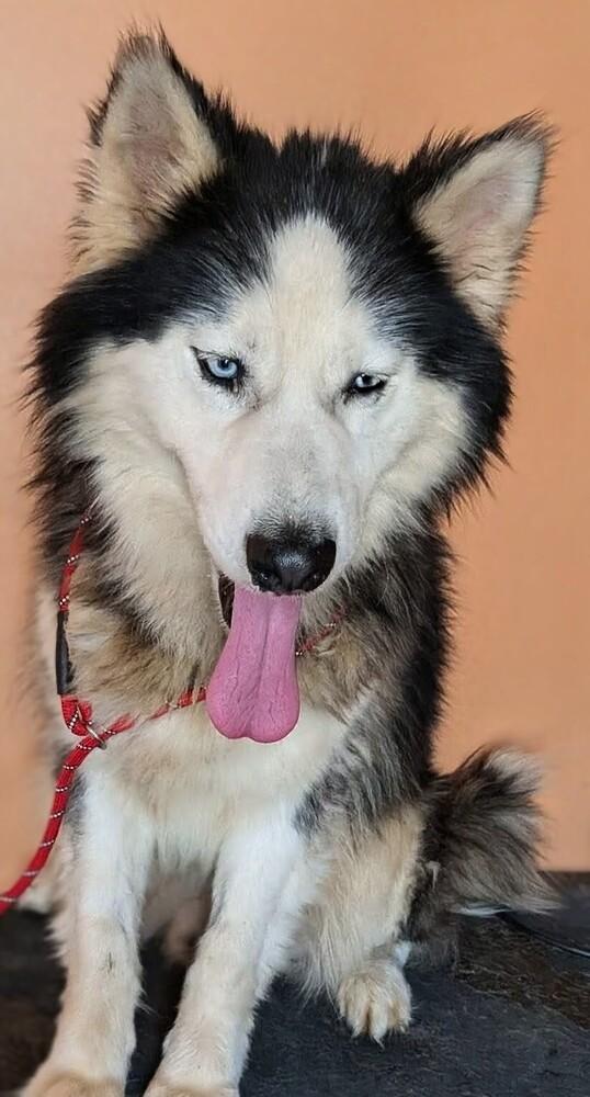 Enlarge Atlas, a Adoptable Siberian Husky in Statesville, NC image 2/6