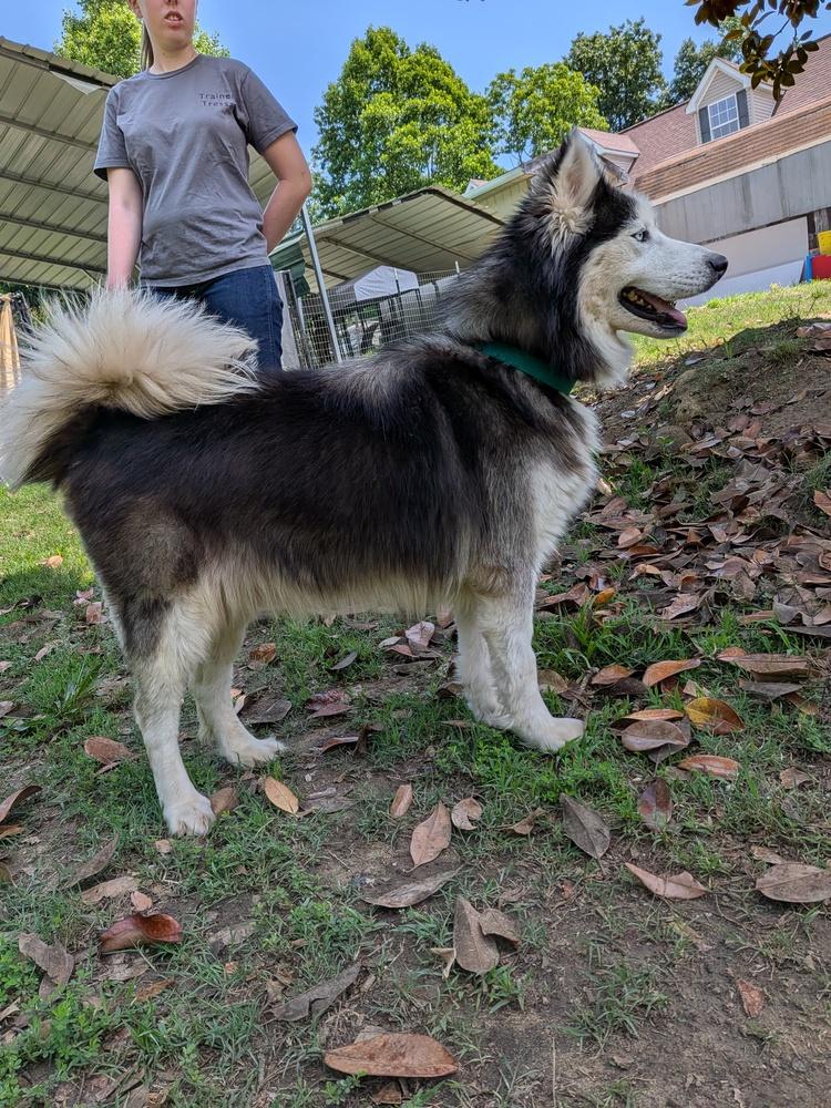 Enlarge Atlas, a Adoptable Siberian Husky in Statesville, NC image 3/6