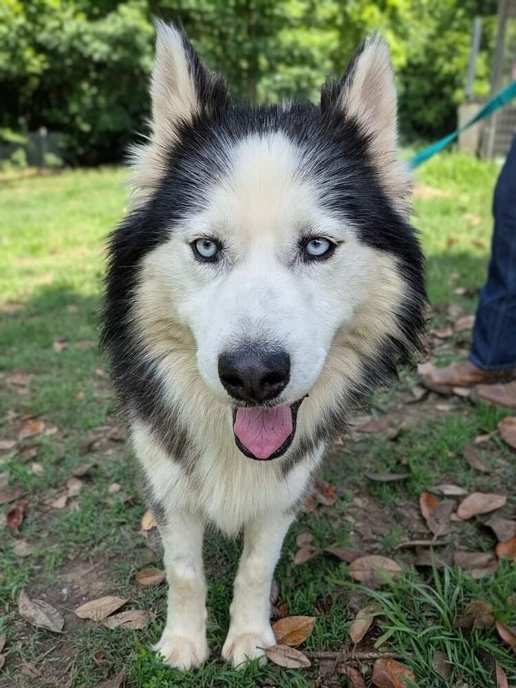 Enlarge Atlas, a Adoptable Siberian Husky in Statesville, NC image 4/6