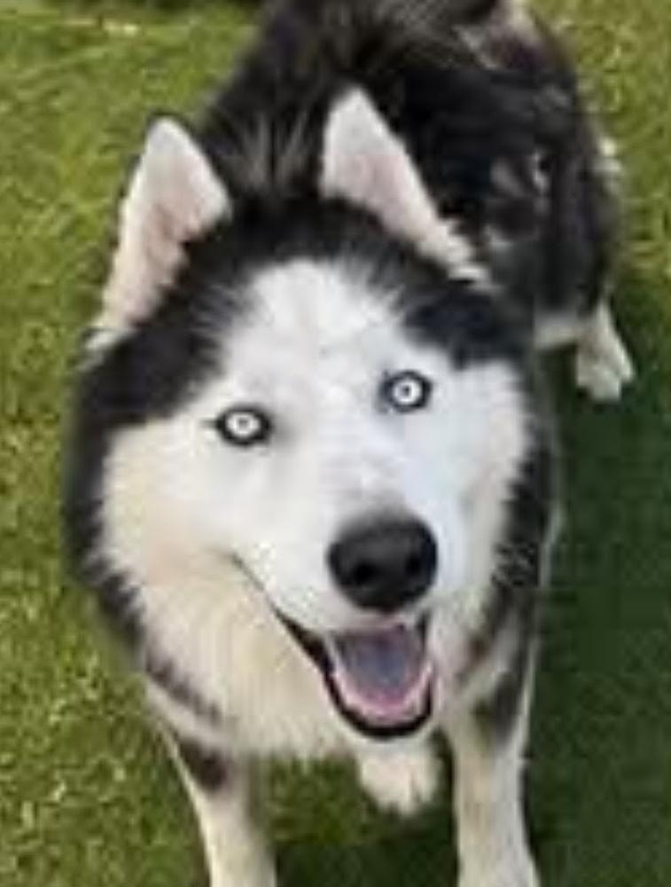 Enlarge Atlas, a Adoptable Siberian Husky in Statesville, NC image 5/6