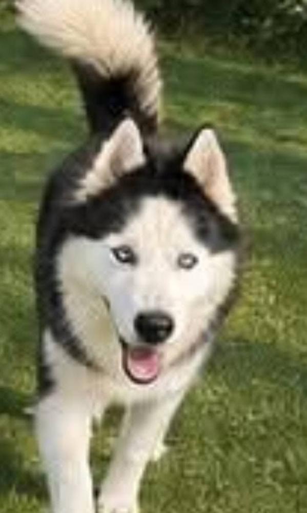 Enlarge Atlas, a Adoptable Siberian Husky in Statesville, NC image 6/6