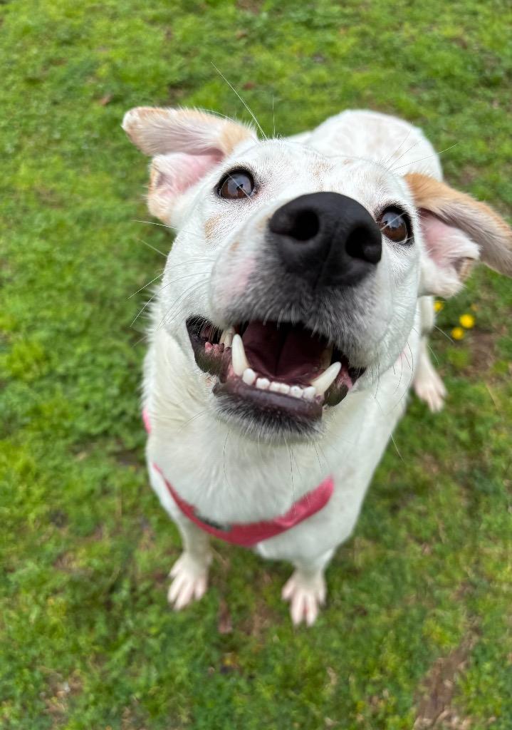 Enlarge Luna / Duchess, a Adoptable mixed breed in Little Rock, AR image 1/5