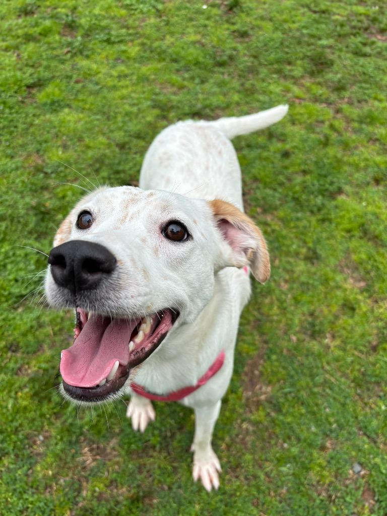 Enlarge Luna / Duchess, a Adoptable mixed breed in Little Rock, AR image 3/5