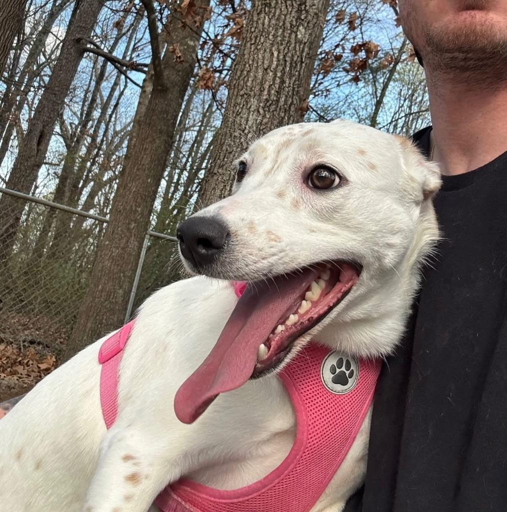 Enlarge Luna / Duchess, a Adoptable mixed breed in Little Rock, AR image 4/5