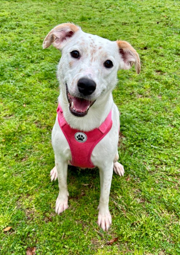 Enlarge Luna / Duchess, a Adoptable mixed breed in Little Rock, AR image 5/5