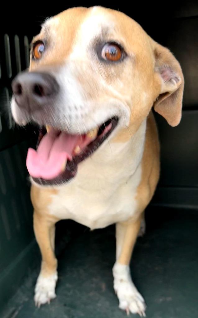 Gibbs, Adoptable, Adult Male Retriever & Mixed Breed.