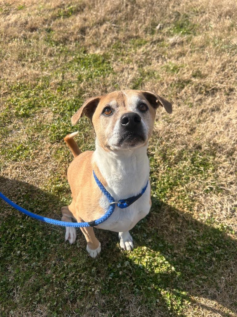 Gibbs, Adoptable, Adult Male Retriever & Mixed Breed.
