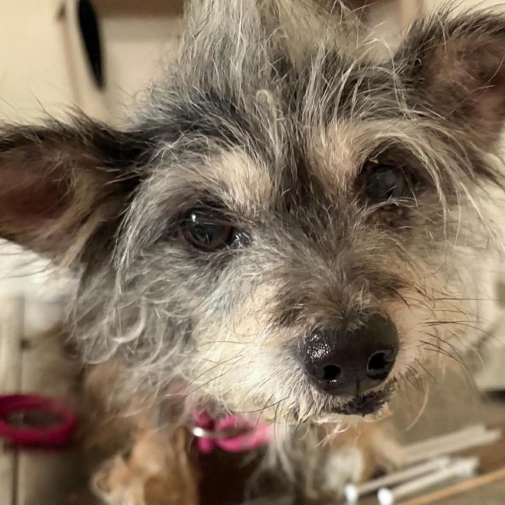 Mazie, Adoptable, Senior Female Terrier.