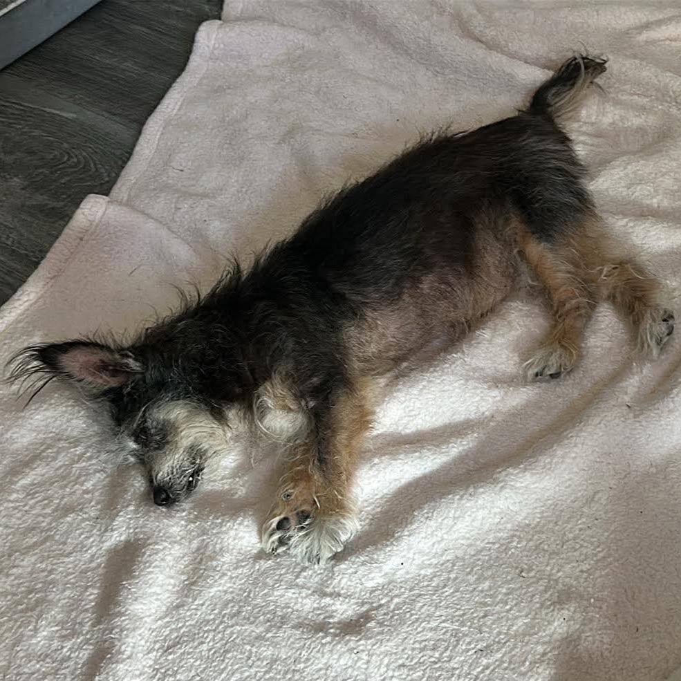 Mazie, a Adoptable Terrier in Gulfport, MS image 2/6