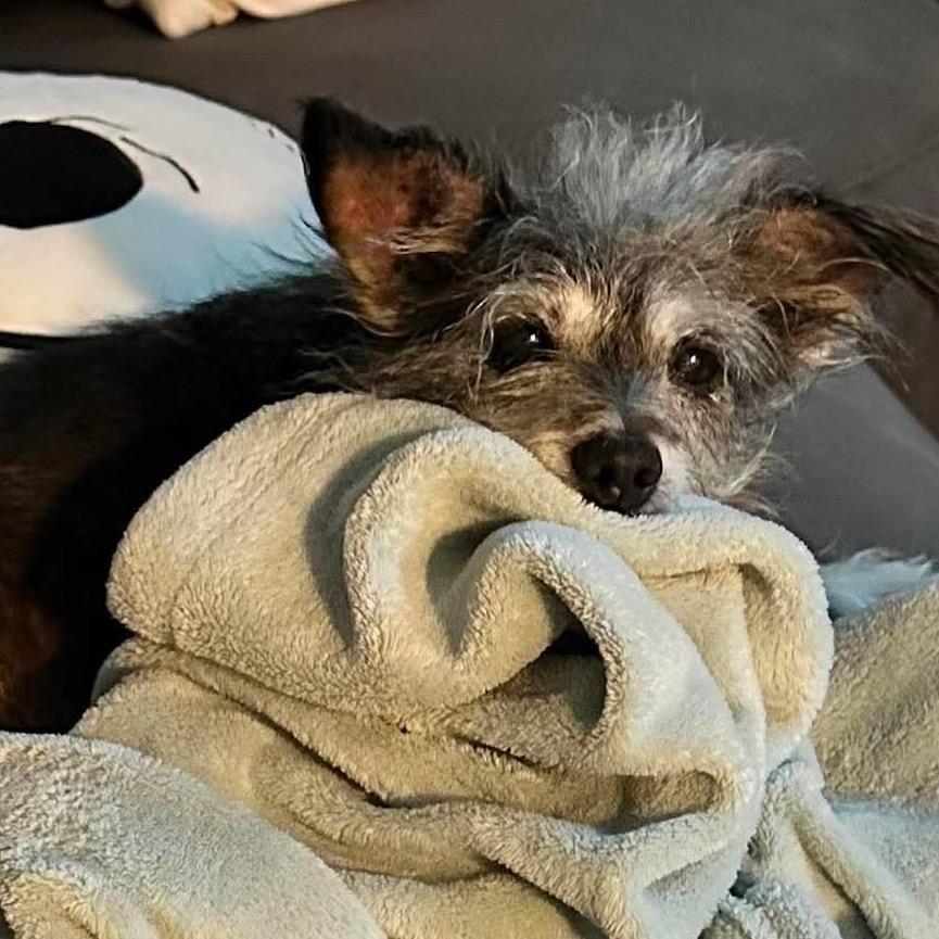 Mazie, a Adoptable Terrier in Gulfport, MS image 3/6