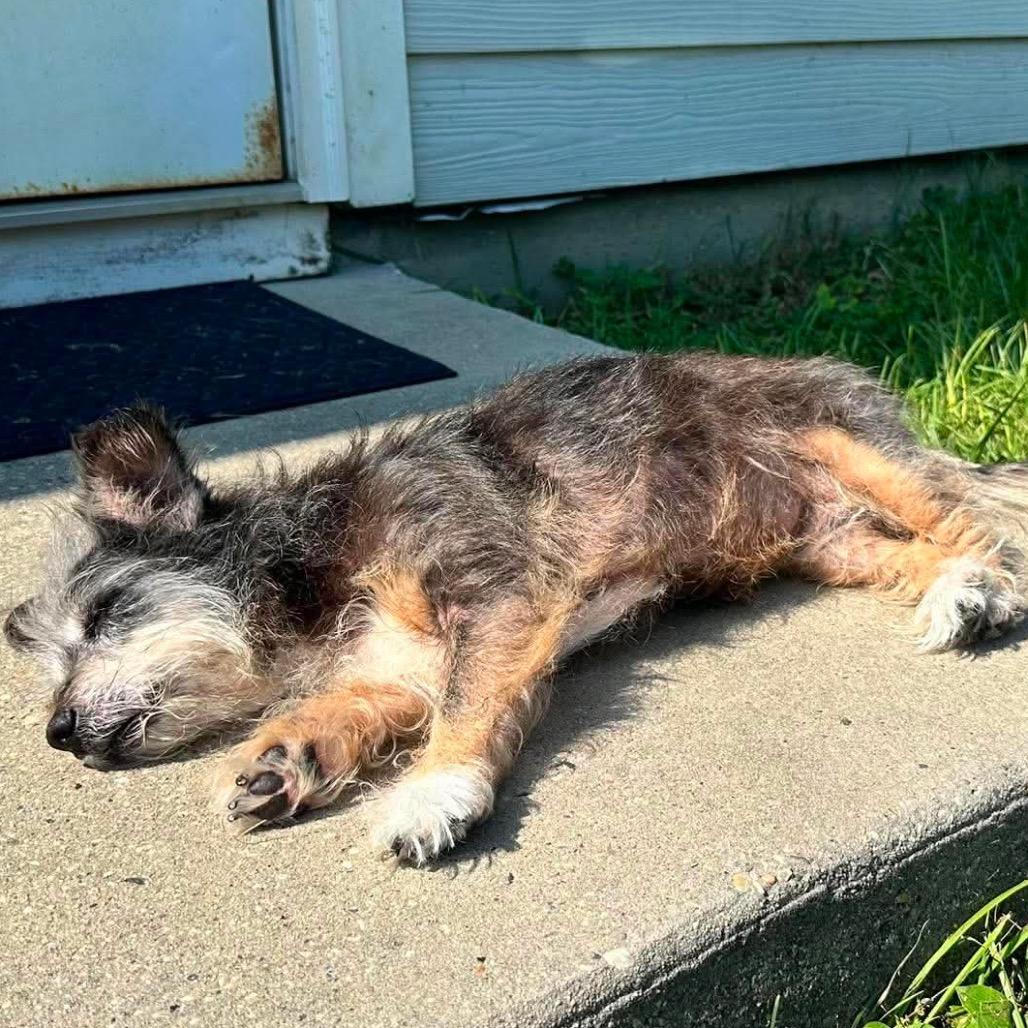 Mazie, a Adoptable Terrier in Gulfport, MS image 4/6