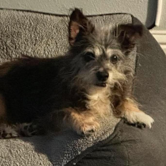 Mazie, a Adoptable Terrier in Gulfport, MS image 5/6