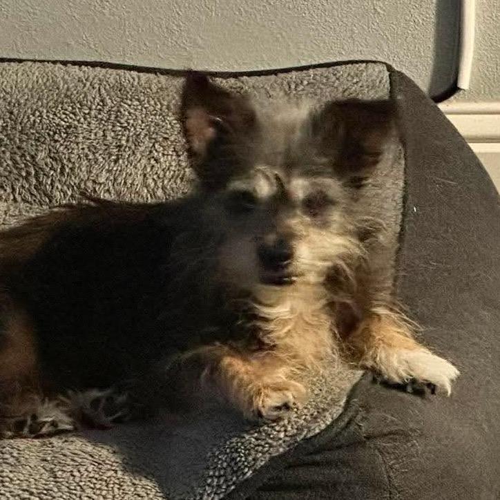 Mazie, a Adoptable Terrier in Gulfport, MS image 6/6