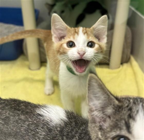 SHELL, Adoptable, Kitten Male Domestic Short Hair.