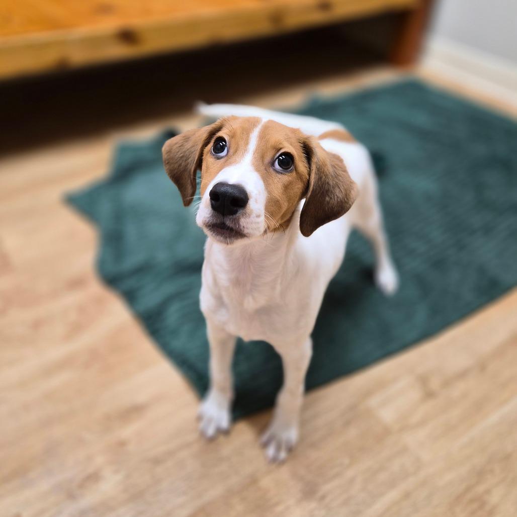 Houston, Adoptable, Puppy Male Coonhound & Mixed Breed.