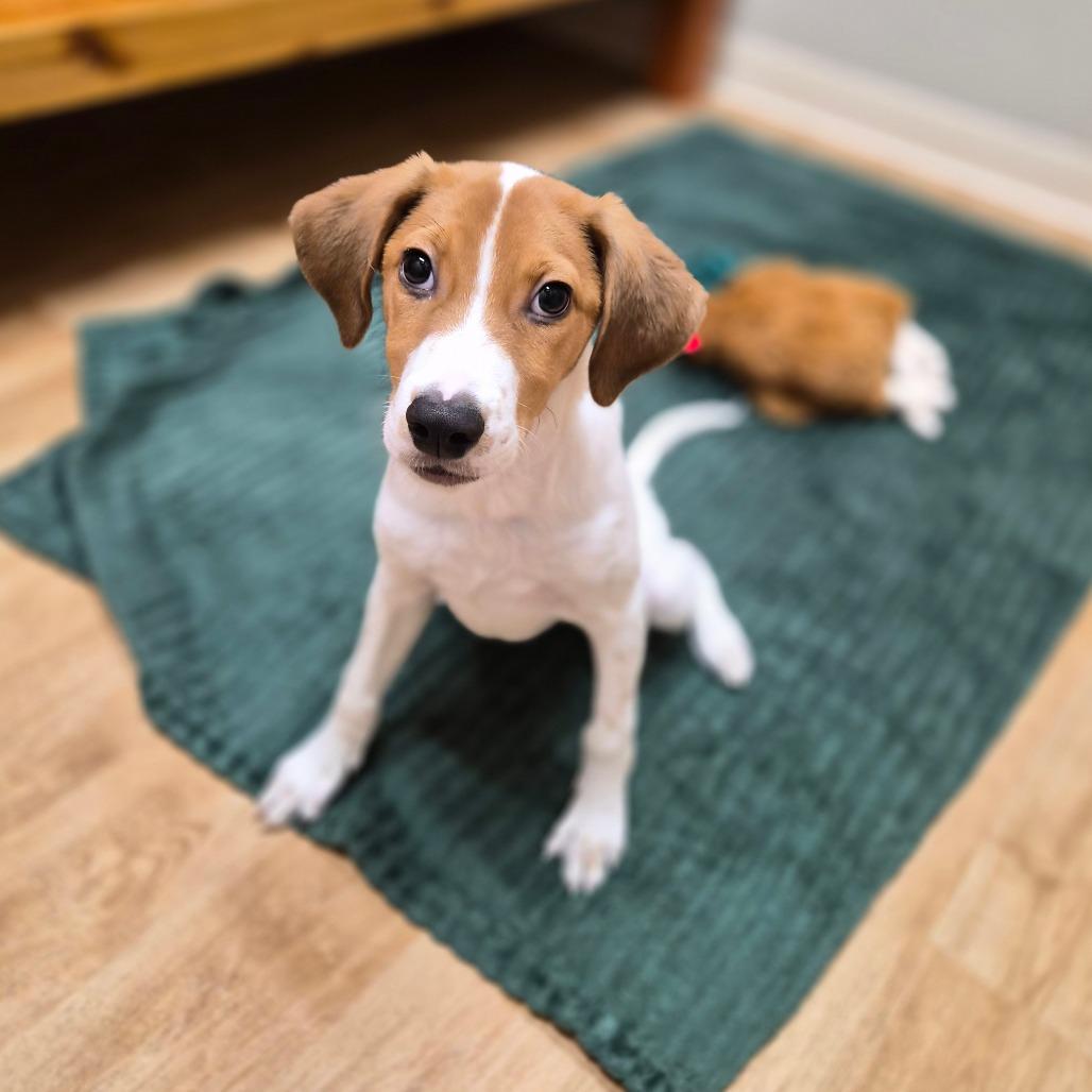 Enlarge Houston, a Adoptable mixed breed in Woodstock, IL image 2/5