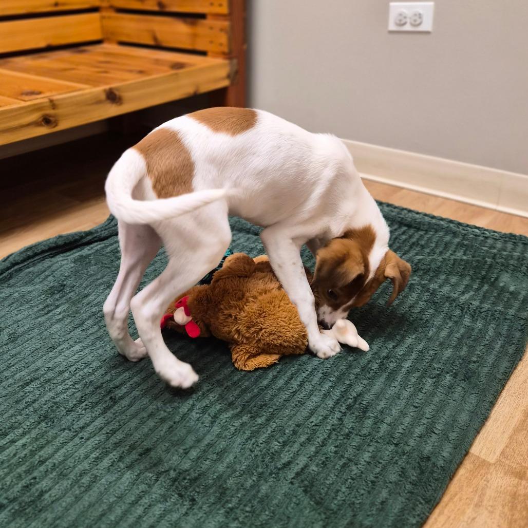 Enlarge Houston, a Adoptable mixed breed in Woodstock, IL image 4/5