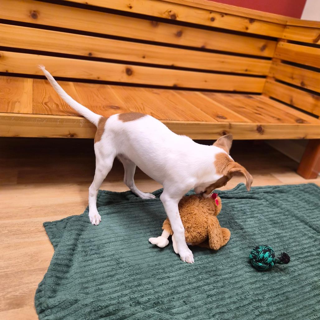 Enlarge Houston, a Adoptable mixed breed in Woodstock, IL image 5/5
