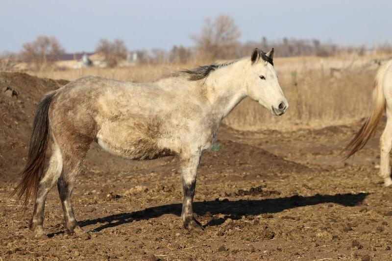 Dove, Adoptable, Adult Female Quarterhorse.