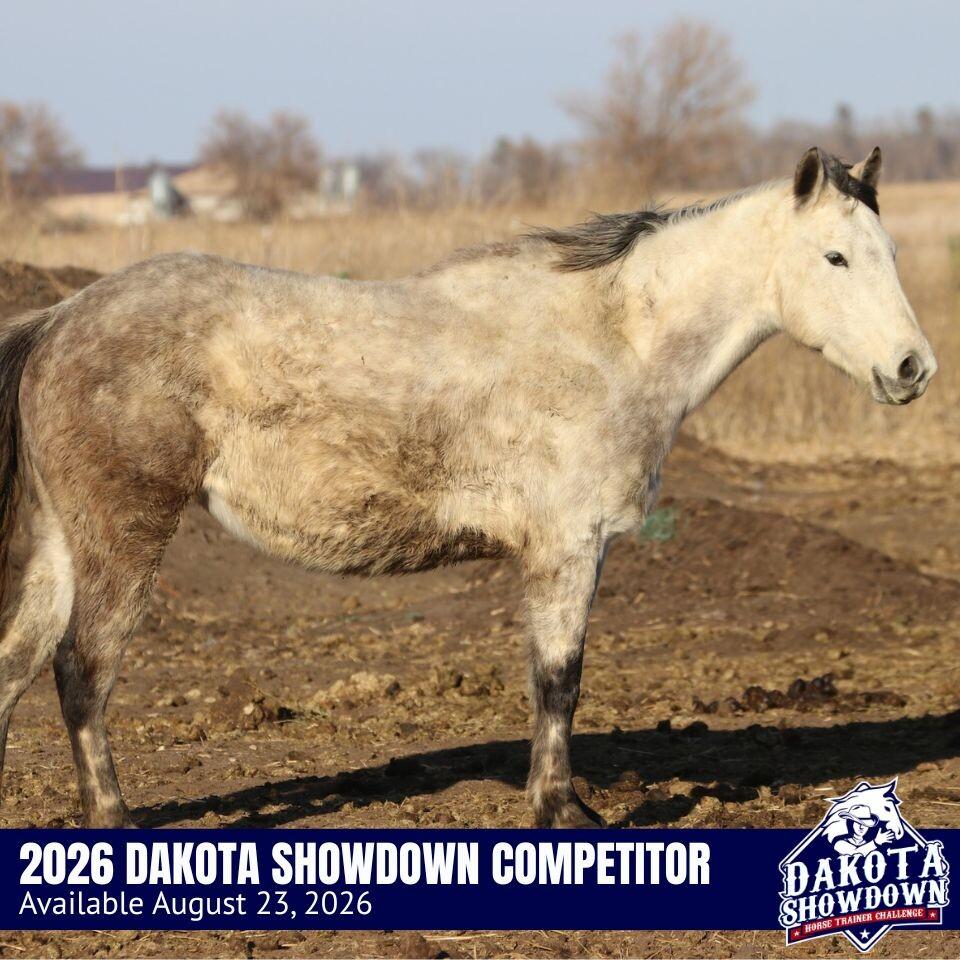 Enlarge Dove, a Adoptable Quarterhorse in Scotland, SD image 2/4