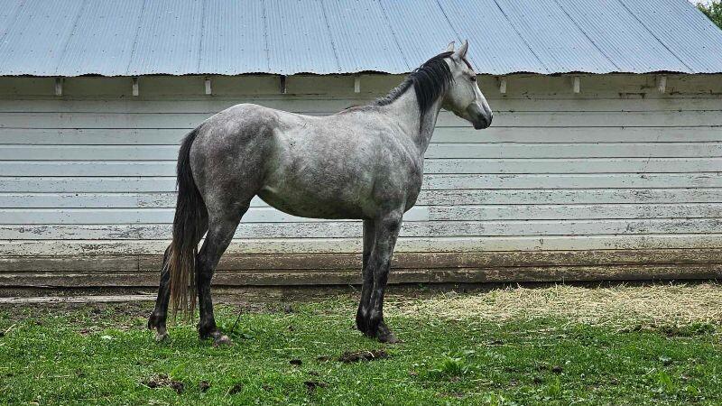 Dove, Adoptable, Young Female Quarterhorse.